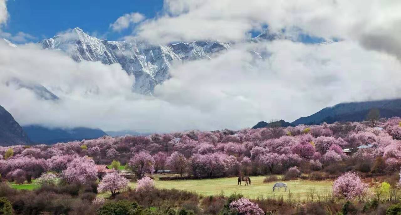 西藏林芝桃花节深度摄影创作采风团